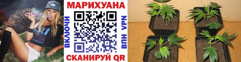 даркнет сайт  Кочубеевское  Шишки марихуана гибрид 